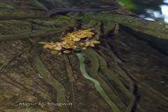 Smithsonia straminea